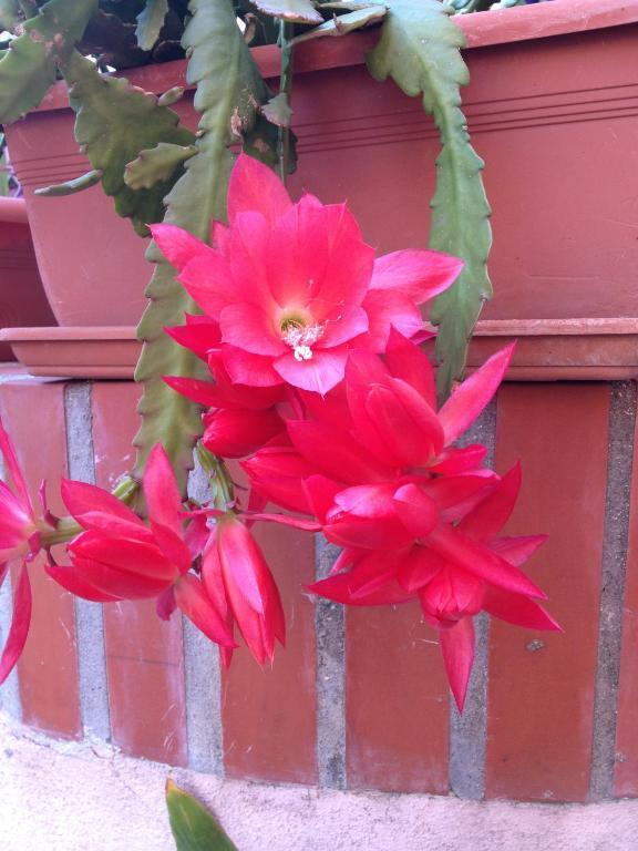 Guest house Ciro's House Olbia